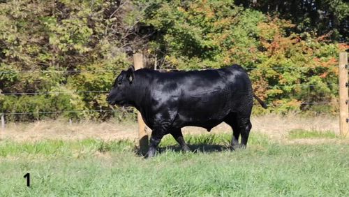Built in the Bluegrass Bull Sale – Video Catalog - CCI Auction