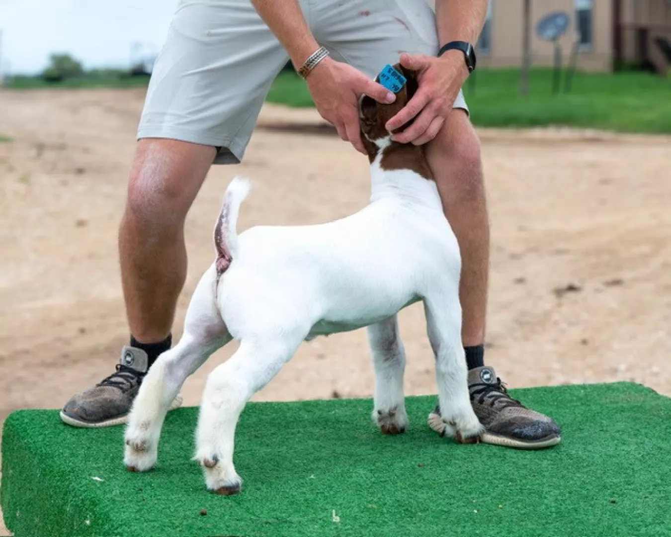 Maroon & White Goat Sale – Video Catalog - CCI Auction Services